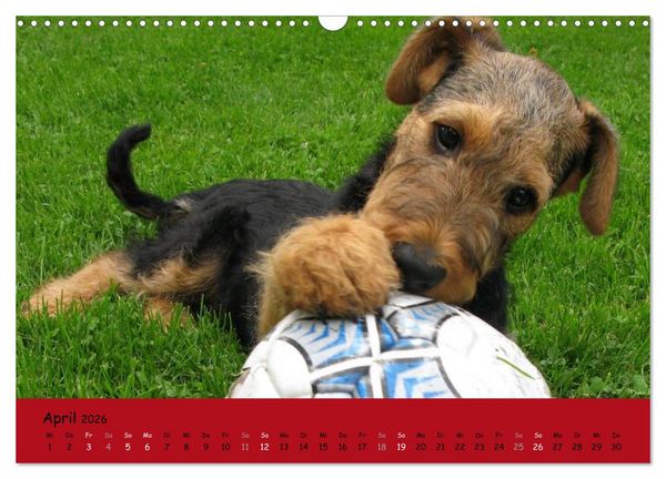 Produktbild: Airedale Terrier (Wandkalender 2026 DIN A3 quer), CALVENDO Monatskalender