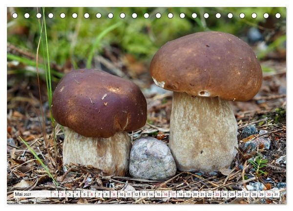 Produktbild: Pilze - tolle Funde (Tischkalender 2027 DIN A5 quer), CALVENDO Monatskalender
