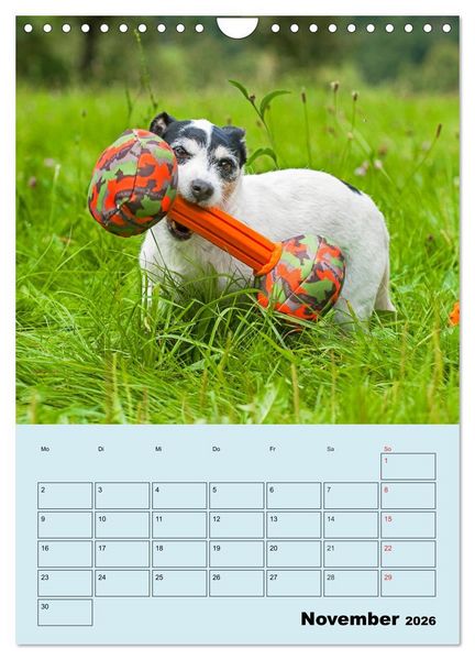 Produktbild: Familienplaner Jack und Parson Russell Terrier (Wandkalender 2026 DIN A4 hoch), CALVENDO Monatskalender