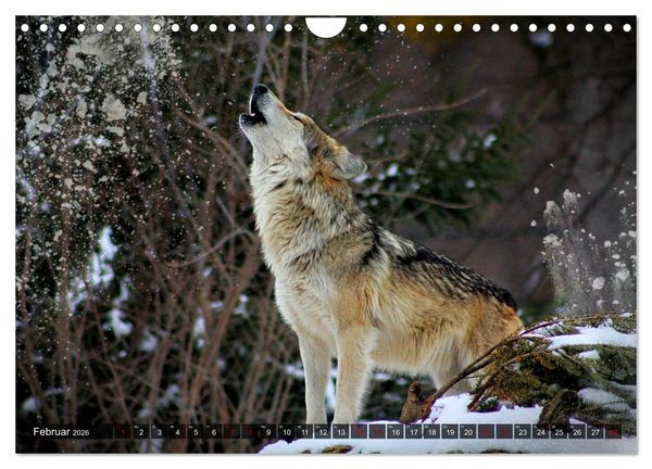 Produktbild: Begegnung mit dem Wolf (Wandkalender 2026 DIN A4 quer), CALVENDO Monatskalender