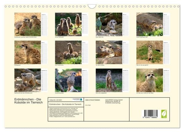 Produktbild: Erdm&auml;nnchen - Die Kobolde im Tierreich (Wandkalender 2026 DIN A3 quer), CALVENDO Monatskalender