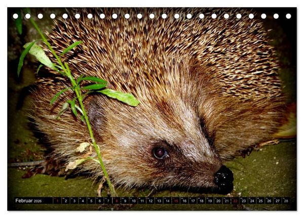 Produktbild: Meine Igel (Tischkalender 2026 DIN A5 quer), CALVENDO Monatskalender