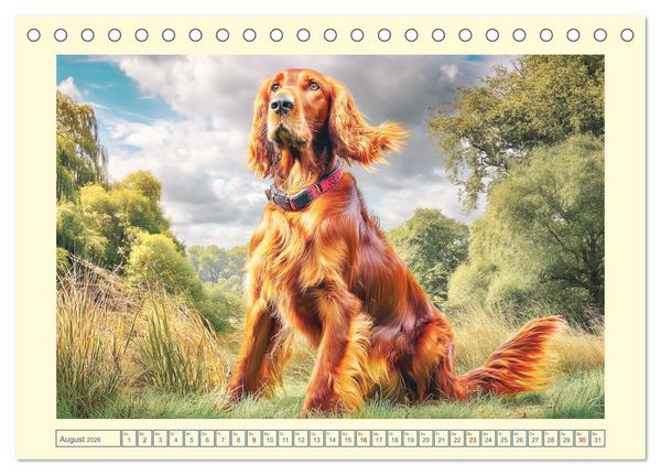 Produktbild: Irish Red Setter. Wo noble Eleganz auf Tatendrang trifft (Tischkalender 2026 DIN A5 quer), CALVENDO Monatskalender