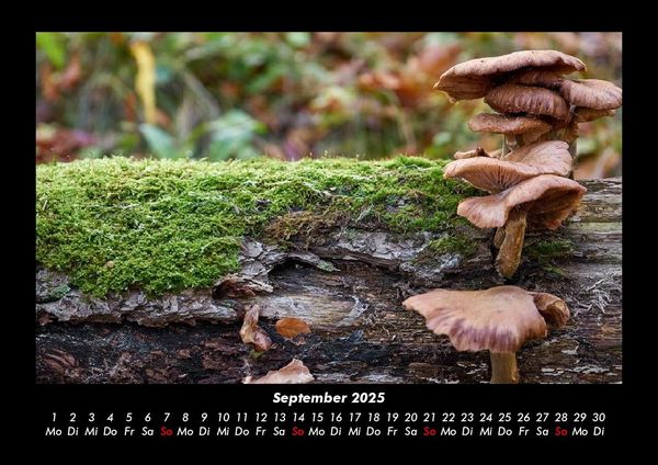 Produktbild: Pilzkalender 2025 Fotokalender DIN A3