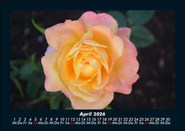 Produktbild: Rosentraum 2026 Fotokalender DIN A5