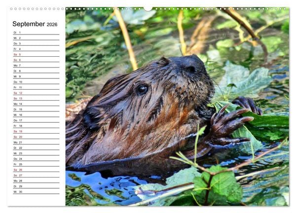 Produktbild: Das Familienleben der Biber (hochwertiger Premium Wandkalender 2026 DIN A2 quer), Kunstdruck in Hochglanz