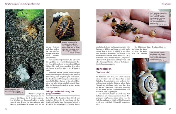 Produktbild: Einheimische Schnecken