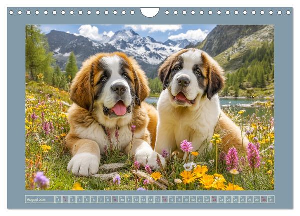 Produktbild: K&ouml;nigliche Bernhardiner. Die sanften Riesen der Alpen (Wandkalender 2026 DIN A4 quer), CALVENDO Monatskalender