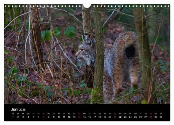 Produktbild: Der Luchs (Wandkalender 2026 DIN A3 quer), CALVENDO Monatskalender