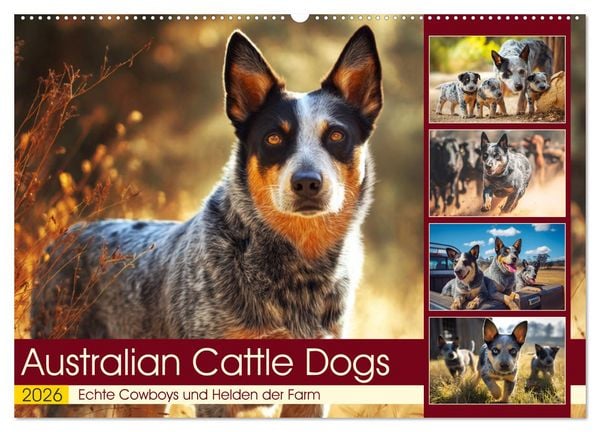 Australian Cattle Dogs. Echte Cowboys und Helden der Farm (Wandkalender 2026 DIN A2 quer), CALVENDO Monatskalender