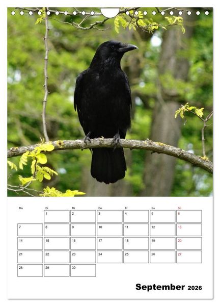 Produktbild: Rabenv&ouml;gel Terminplaner (Wandkalender 2026 DIN A4 hoch), CALVENDO Monatskalender