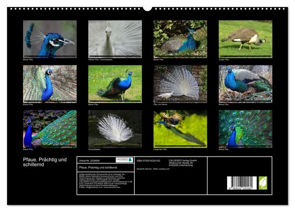 Produktbild: Pfaue. Pr&auml;chtig und schillernd (hochwertiger Premium Wandkalender 2026 DIN A2 quer), Kunstdruck in Hochglanz