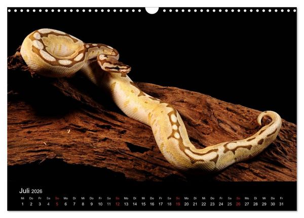 Produktbild: REPTILIEN IM TERRARIUM (Wandkalender 2026 DIN A3 quer), CALVENDO Monatskalender