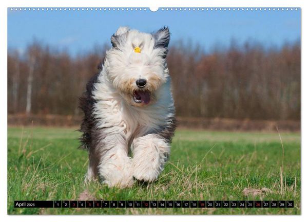 Produktbild: Traumhund Bobtail (hochwertiger Premium Wandkalender 2026 DIN A2 quer), Kunstdruck in Hochglanz