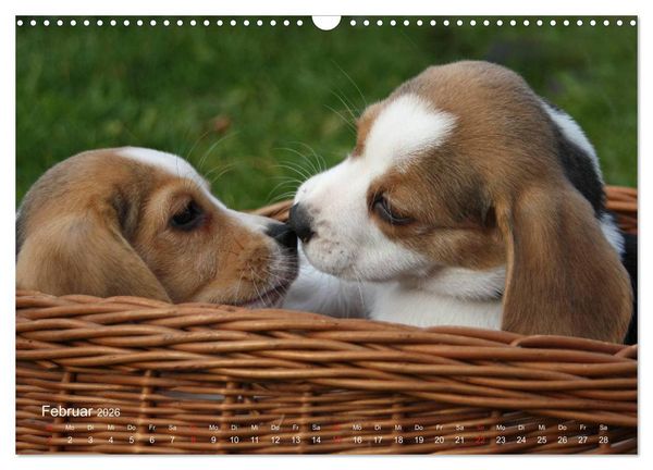 Produktbild: Beagle (Wandkalender 2026 DIN A3 quer), CALVENDO Monatskalender