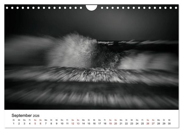 Produktbild: Sylt ... bewegt (Wandkalender 2026 DIN A4 quer), CALVENDO Monatskalender