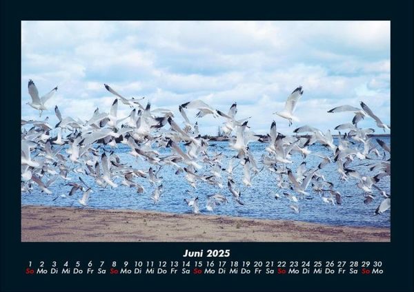 Produktbild: M&ouml;wen 2025 Fotokalender DIN A4