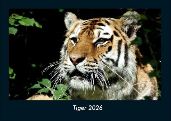 Produktbild: Tiger 2026 Fotokalender DIN A4