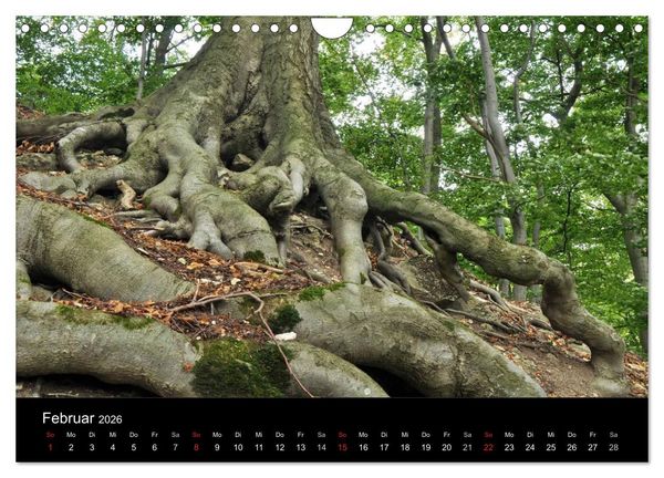 Produktbild: Wurzelwerke (Wandkalender 2026 DIN A4 quer), CALVENDO Monatskalender
