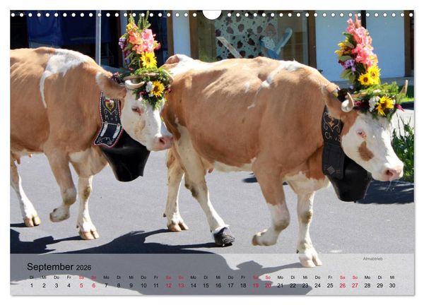 Produktbild: Saanenland. Ein Kalender aus dem Berner Oberland (Wandkalender 2026 DIN A3 quer), CALVENDO Monatskalender