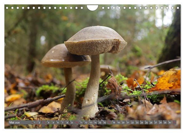 Produktbild: PILZE IM WALD (Wandkalender 2026 DIN A4 quer), CALVENDO Monatskalender