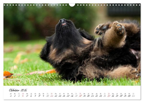 Produktbild: Deutscher Sch&auml;ferhund - Welpen / CH-Version (Wandkalender 2026 DIN A3 quer), CALVENDO Monatskalender