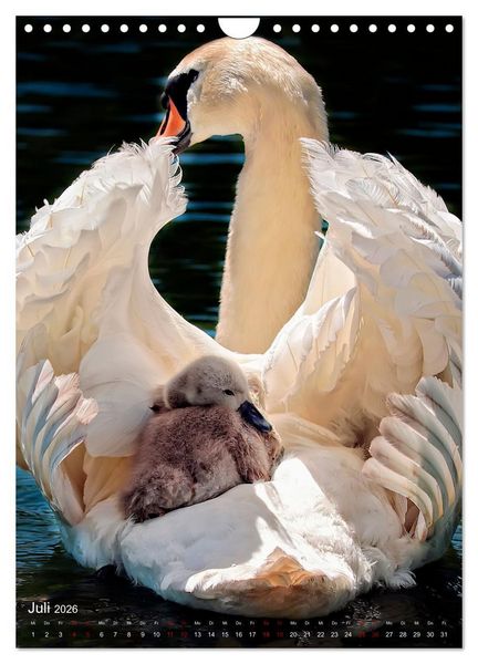 Produktbild: Der Schwan (Wandkalender 2026 DIN A4 hoch), CALVENDO Monatskalender