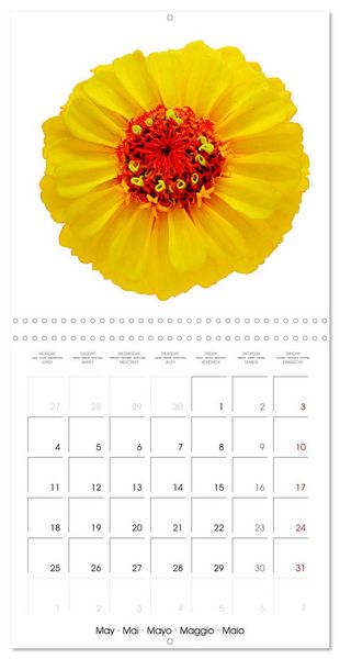 Produktbild: Beautiful Zinnias (Wall Calendar 2026 12 &times; 12 Inch) CALVENDO 12 Month Wall Calendar