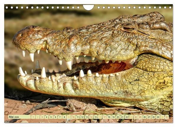 Produktbild: Urzeitreptilien - Krokodil (Wandkalender 2026 DIN A4 quer), CALVENDO Monatskalender