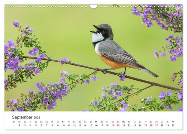Produktbild: Singv&ouml;gel aus Australien (Wandkalender 2026 DIN A3 quer), CALVENDO Monatskalender