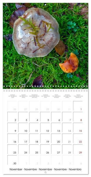 Produktbild: Champignons grignot&eacute;s (Calendrier mural carr&eacute; 2026 30x30 cm) Calendrier double avec une page pour vos prises de notes