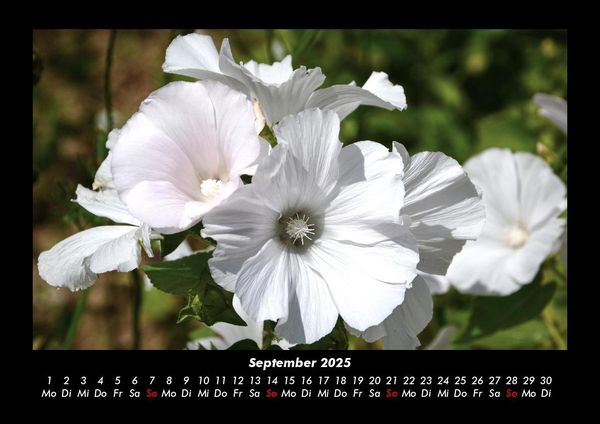 Produktbild: Blumenzauber 2025 Fotokalender DIN A3