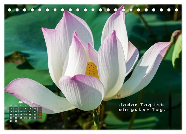 Produktbild: BUDDHAS WEISHEITEN - Balsam f&uuml;r die Seele (Tischkalender 2026 DIN A5 quer), CALVENDO Monatskalender