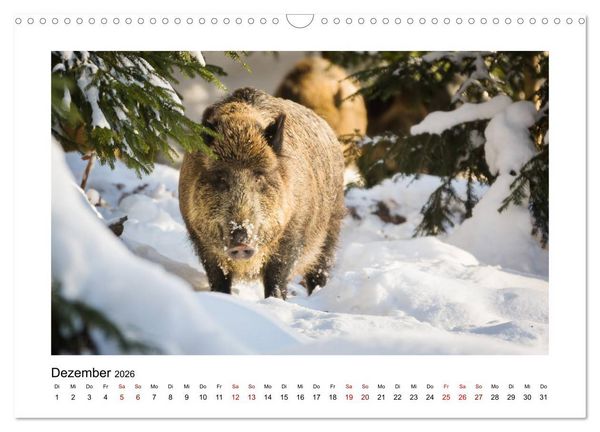 Produktbild: Deutschlands Wildtiere (Wandkalender 2026 DIN A3 quer), CALVENDO Monatskalender