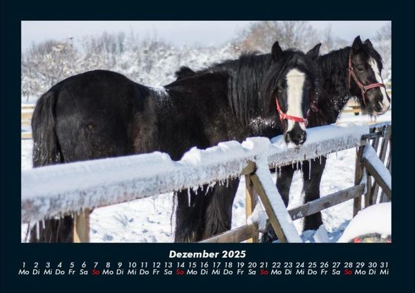Produktbild: Pferdegefl&uuml;ster 2025 Fotokalender DIN A4