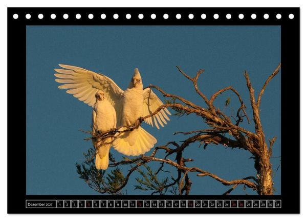 Produktbild: V&ouml;gel von "Down Under" Australien (Tischkalender 2027 DIN A5 quer), CALVENDO Monatskalender