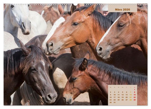 Produktbild: Pferde - Andalusiens wilder Westen (Wandkalender 2026 DIN A2 quer), CALVENDO Monatskalender