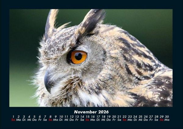 Produktbild: Tiere in der Wildnis 2026 Fotokalender DIN A4