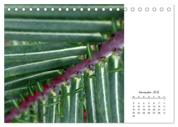 Produktbild: Blattkunst (Tischkalender 2026 DIN A5 quer), CALVENDO Monatskalender