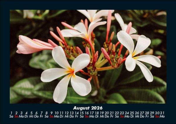 Produktbild: Blumenzauber 2026 Fotokalender DIN A5