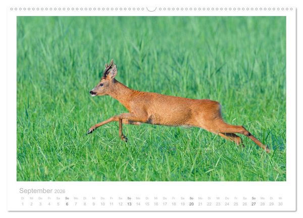 Produktbild: Rehwild 2026 (hochwertiger Premium Wandkalender 2026 DIN A2 quer), Kunstdruck in Hochglanz