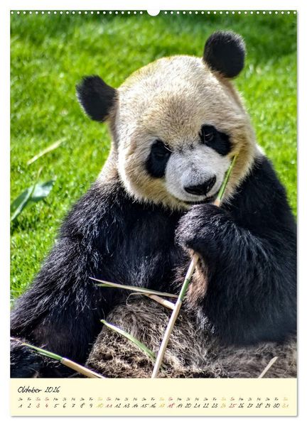 Produktbild: Riesenpanda (Wandkalender 2026 DIN A2 hoch), CALVENDO Monatskalender