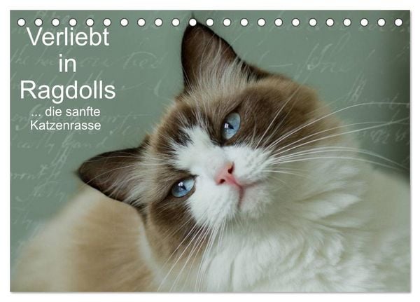 Produktbild: Verliebt in Ragdolls ... die sanfte Katzenrasse (Tischkalender 2026 DIN A5 quer), CALVENDO Monatskalender