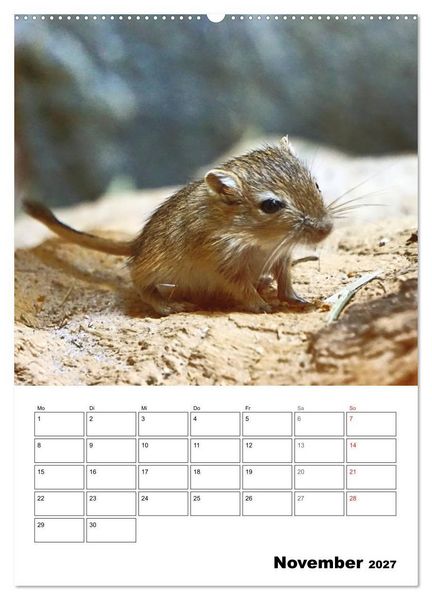 Produktbild: Mongolische Rennm&auml;use (Wandkalender 2027 DIN A2 hoch), CALVENDO Monatskalender