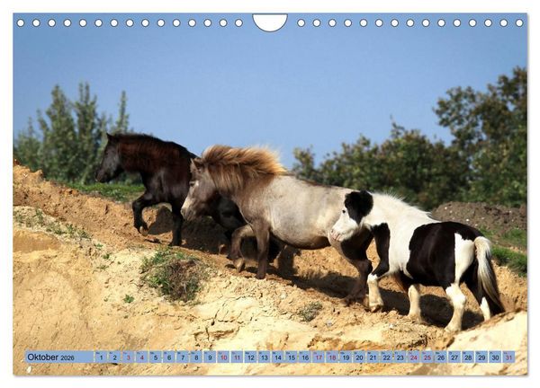 Produktbild: Ponys, die starken Pers&ouml;nlichkeiten (Wandkalender 2026 DIN A4 quer), CALVENDO Monatskalender