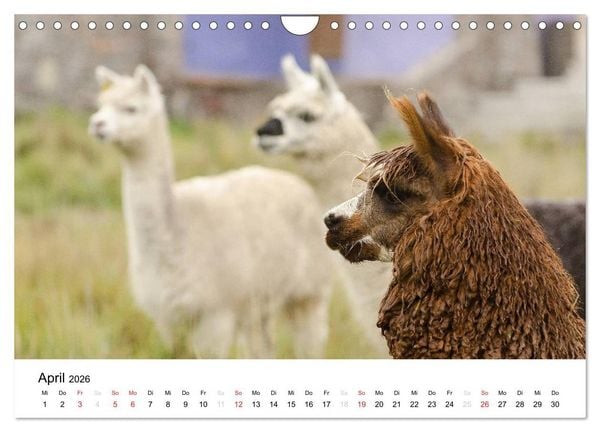Produktbild: Peru - Land der Inkas und Alpakas (Wandkalender 2026 DIN A4 quer), CALVENDO Monatskalender