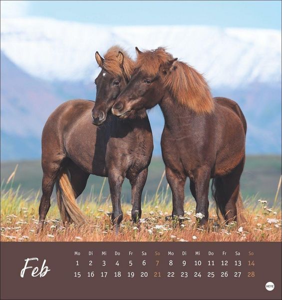 Produktbild: Pferde Postkartenkalender 2027 - Starke Freunde