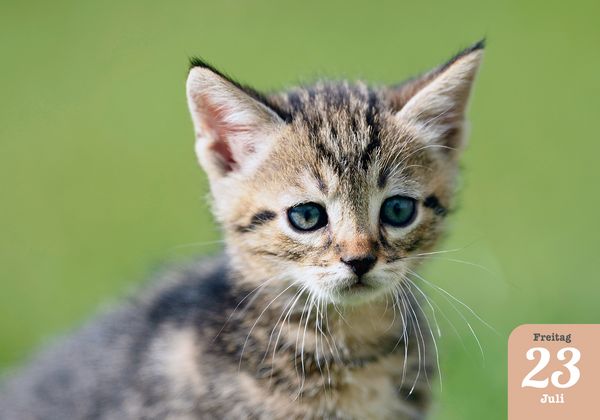 Produktbild: Katzenpoesie 2027