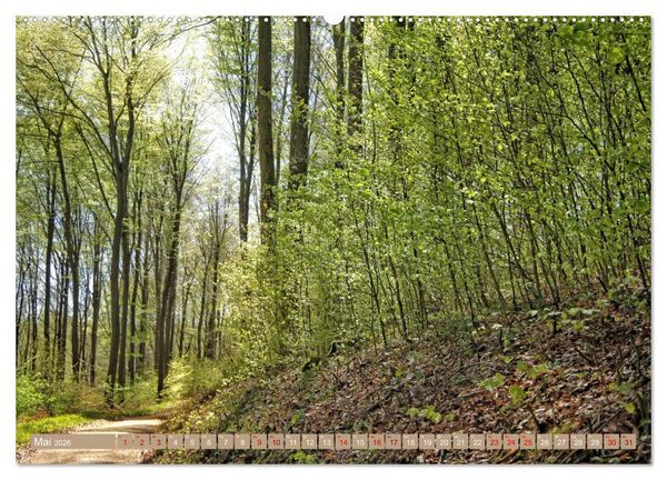Produktbild: Der Wald - Ort der Ruhe und Besinnung (Wandkalender 2026 DIN A2 quer), CALVENDO Monatskalender