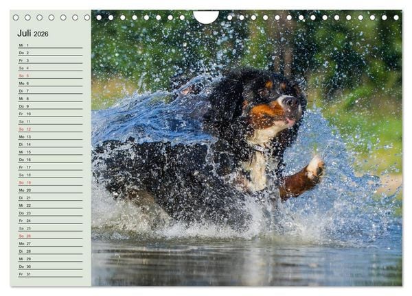 Produktbild: Berner Sennenhunde in Action (Wandkalender 2026 DIN A4 quer), CALVENDO Monatskalender
